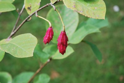 Magnoli Wilsonii - šácholan Wilsonův - plody (šáchy)